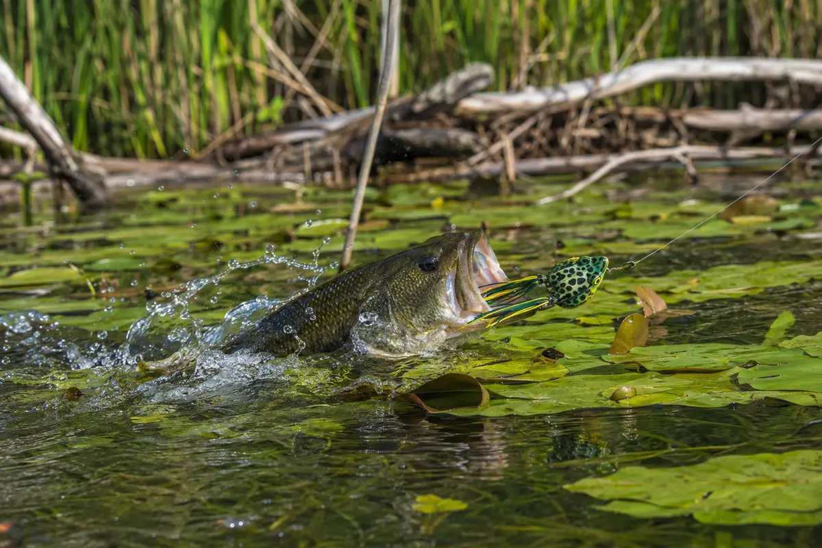 Largemouth bass striking a topwater frog among lily pads