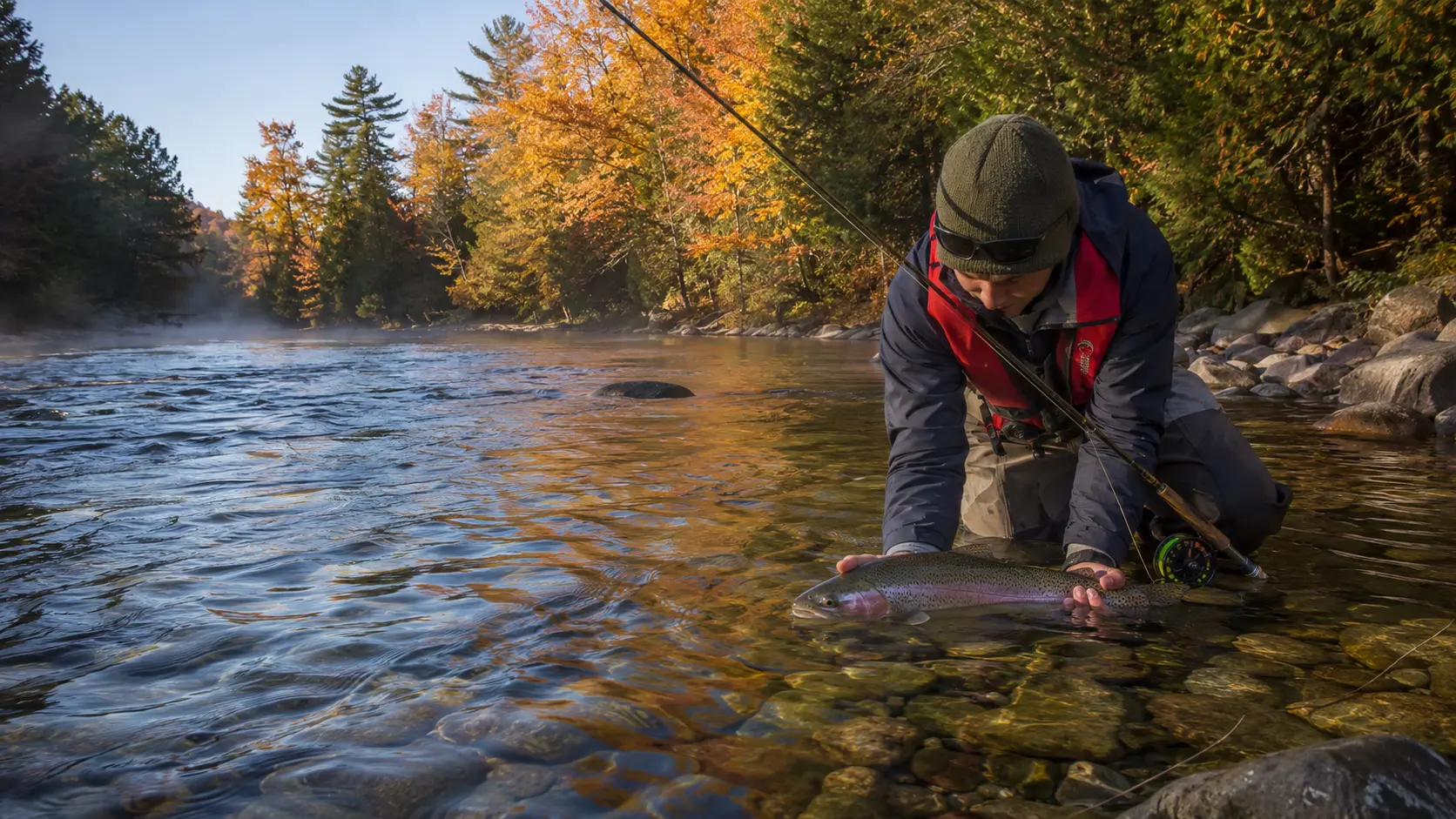 Angler releasing a rainbow trout in a clear Ontario river during autumn
