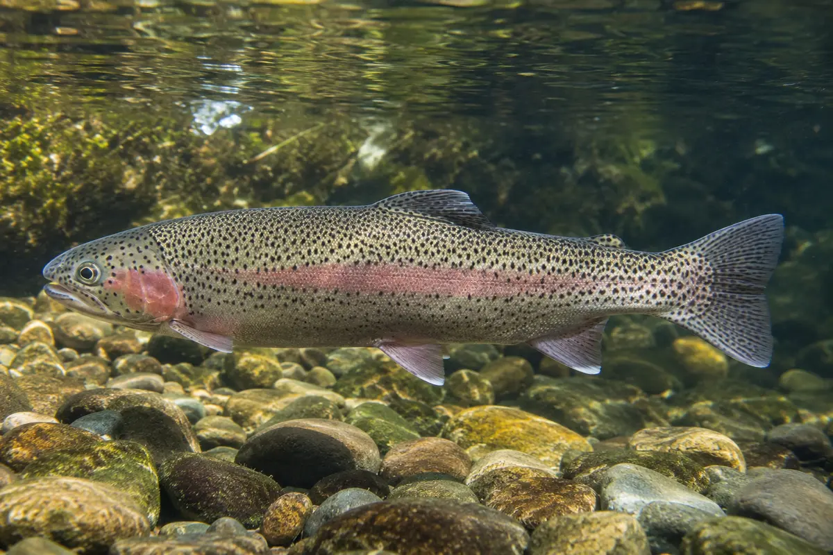 Rainbow trout swimming above stones in a clear Great Lakes tributary